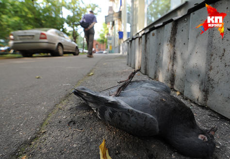 As pombas estão massivamente doentes e morrendo em Moscou