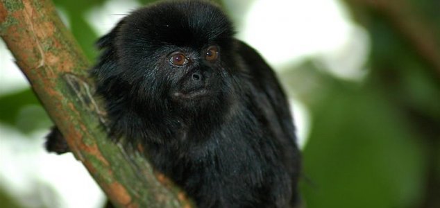 Uma nova espécie de macaco foi descoberta no Peru