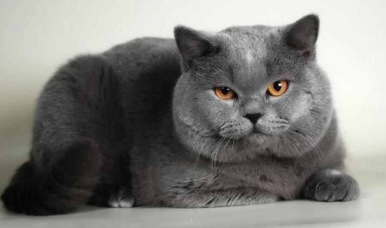 Na Rússia, um gato único é colocado à venda - por 5 milhões de rublos