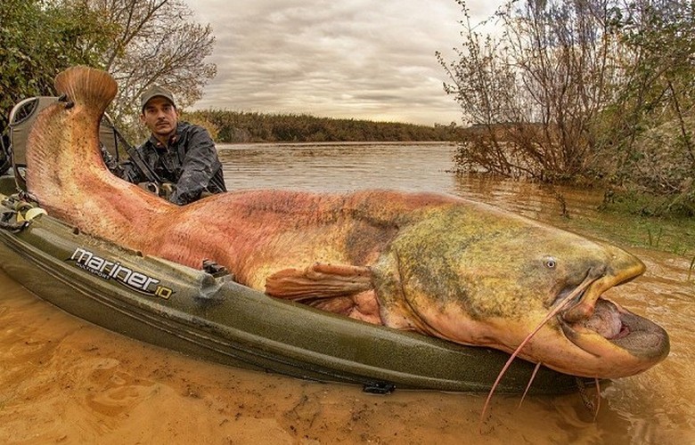 Na região de Smolensk, no rio Dnieper, vimos um peixe ou animal incompreensível