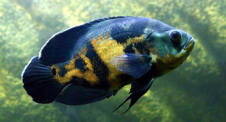 Nos Estados Unidos, um homem foi julgado por abuso de peixes de aquário