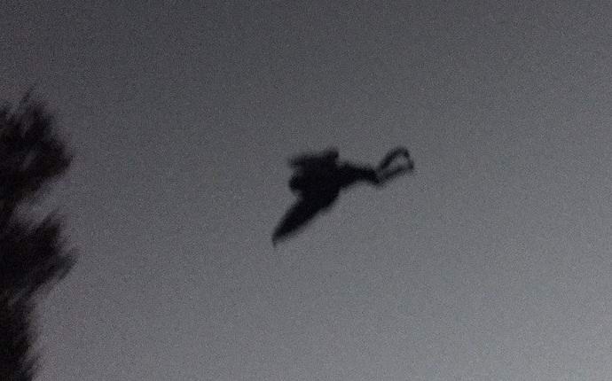 Nos Estados Unidos, o lendário homem traça foi fotografado novamente.