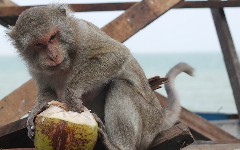 Na Tailândia, macacos são usados ​​para carregar e descarregar