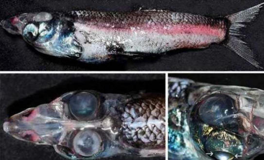 Peixe de quatro olhos capturado no mar da Tasmânia