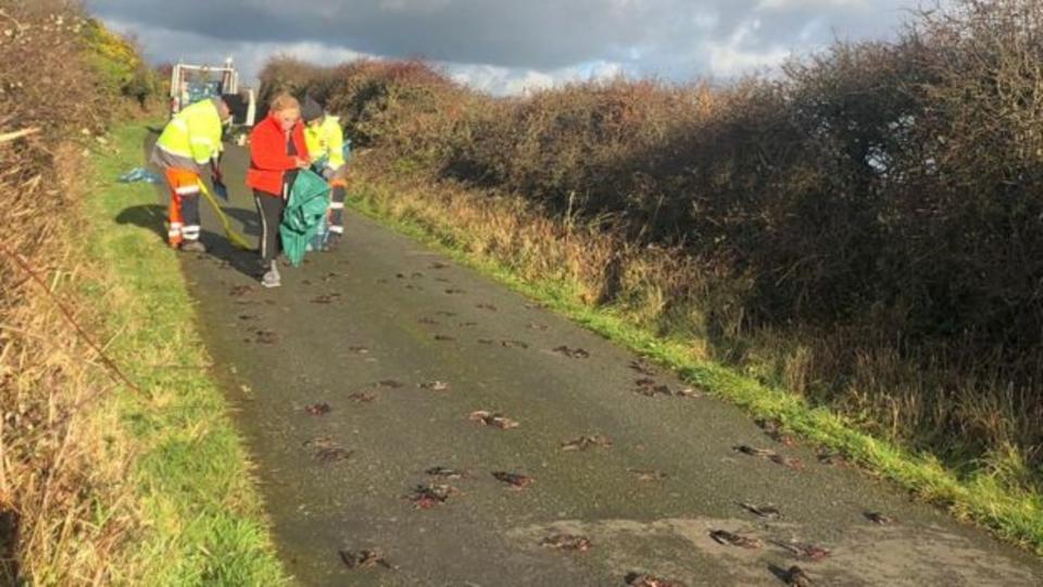 No Reino Unido, centenas de pássaros mortos caíram na estrada em um ponto