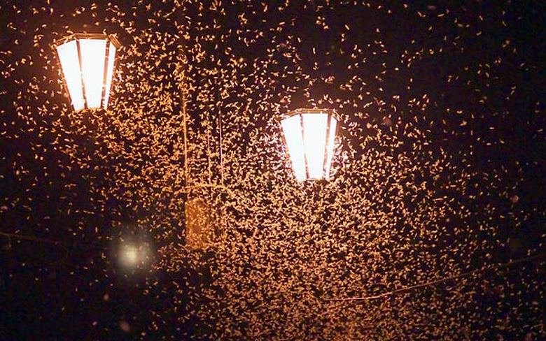 Em Vitebsk, milhões de mariposas são criadas nas ruas