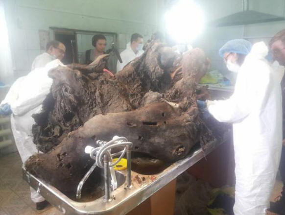 Em Yakutia, eles estão estudando um mamute com sangue líquido e já anunciaram a possibilidade de clonagem
