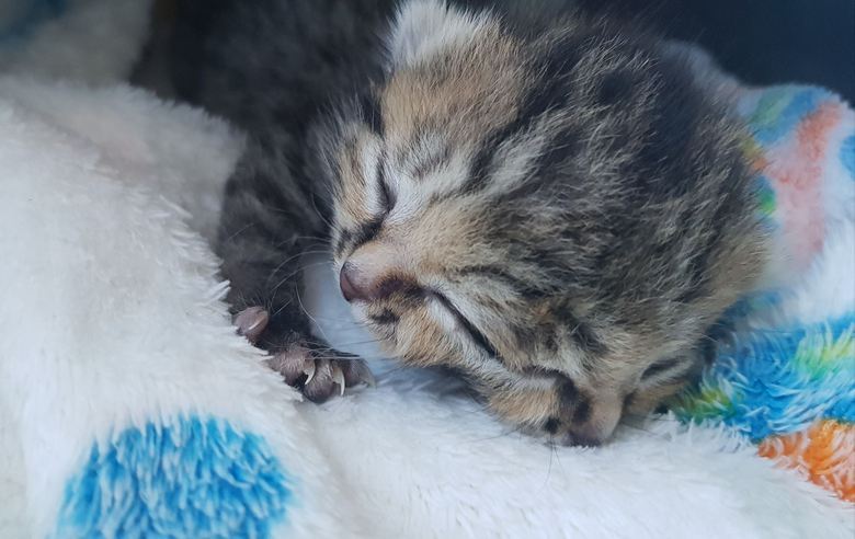 Um gato com duas faces cresce na África do Sul