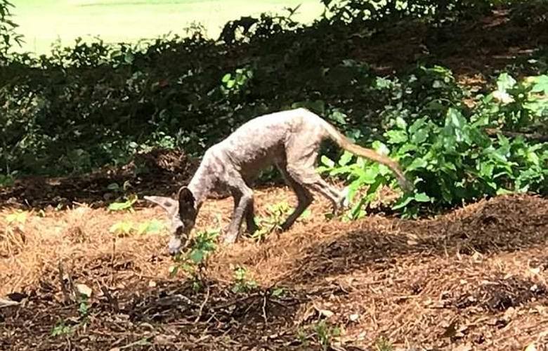 Chupacabra fotografado na Carolina do Sul.