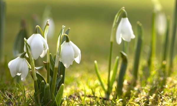 sinais de primavera 