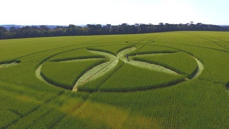 Vídeo: Desenhos misteriosos em um campo no Brasil 