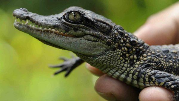 Por que o pequeno crocodilo está sonhando 