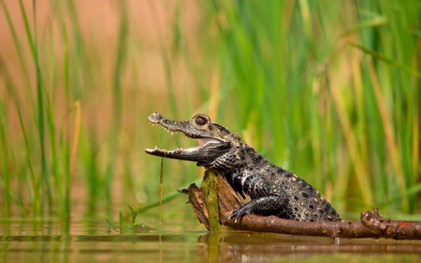 Pequeno crocodilo 