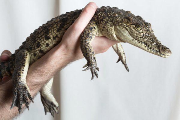 Crocodilo como animal de estimação 