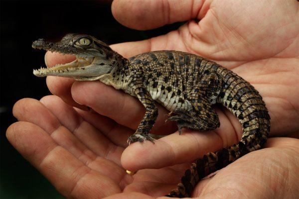 Pequeno crocodilo nas mãos 