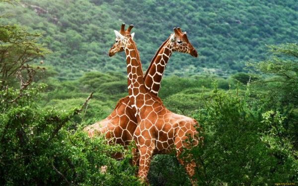 Por que os animais selvagens sonham 