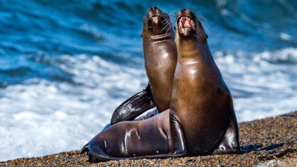 Animais marinhos selvagens em um sonho 
