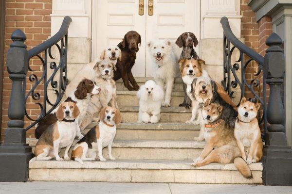 Muitos animais na casa 