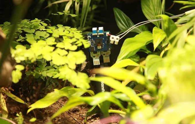 A samambaia cultivada por cientistas gera eletricidade e tira selfies