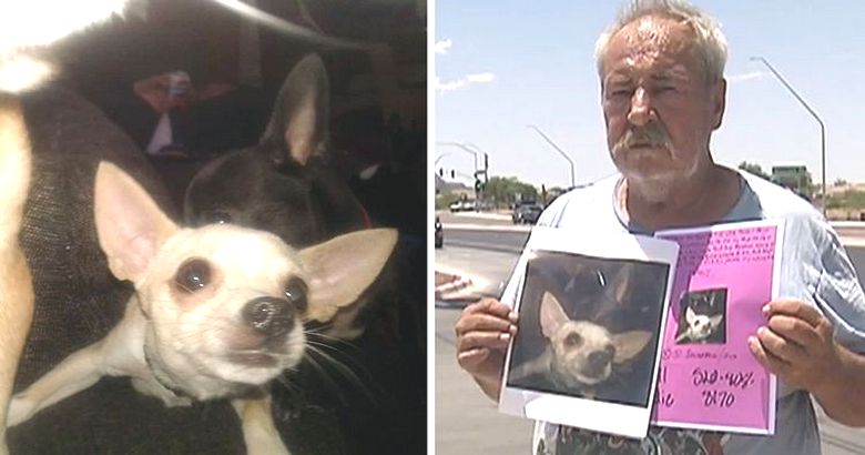 O dono do chihuahua desaparecido em desespero oferece sua casa para quem o encontrar