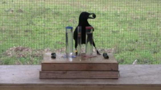 Os corvos são capazes de resolver problemas no nível de crianças de 5 a 7 anos