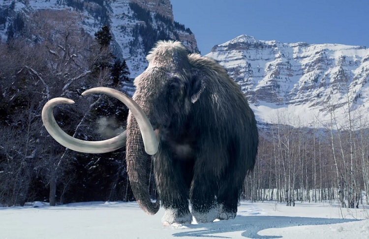 A armadilha de mamute mais antiga descoberta pela primeira vez.