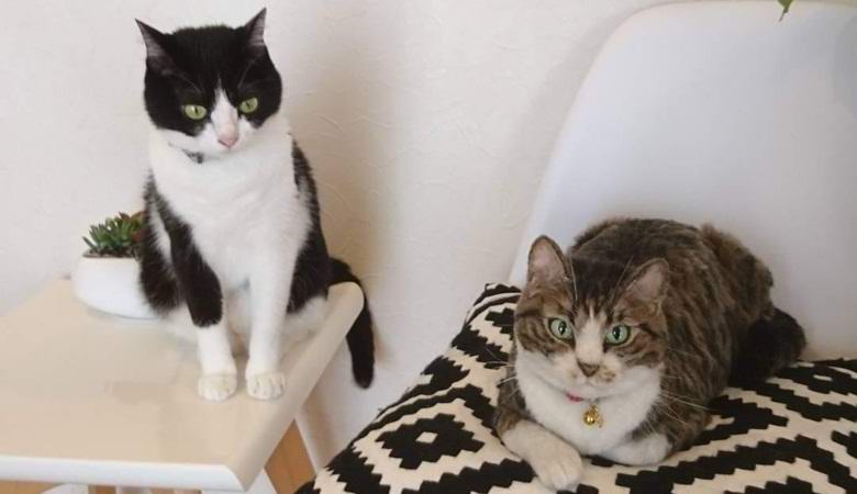 Artista japonês cria incríveis brinquedos de animais super-realistas