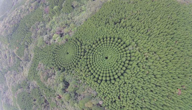 Círculos misteriosos na floresta japonesa foram o resultado de um experimento de meio século