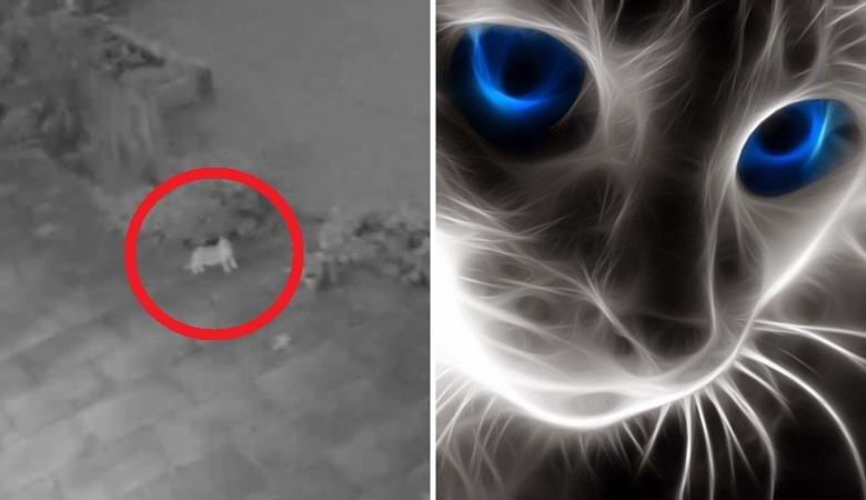O misterioso gato em extinção entrou na câmera