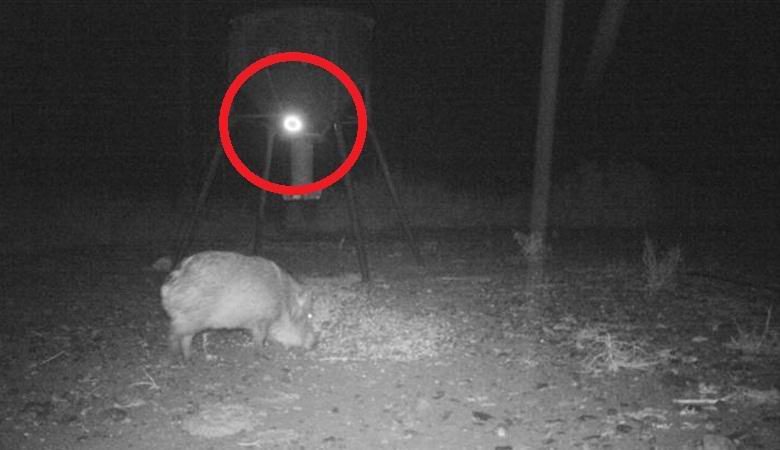 Um misterioso grupo de luz matou um porco selvagem