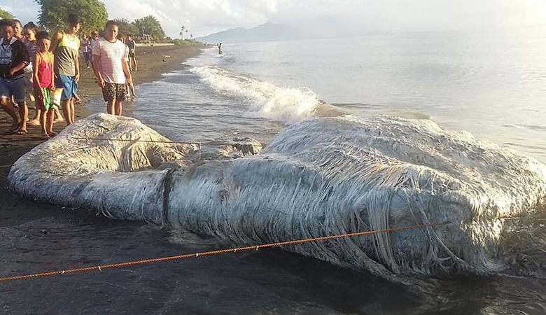 Uma criatura misteriosa descoberta nas Filipinas