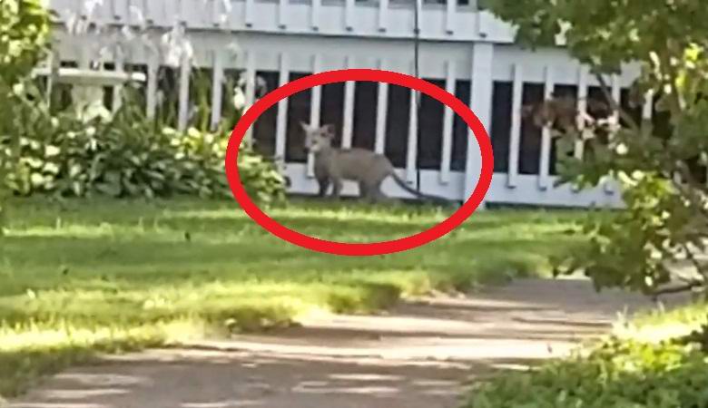 Animal misterioso capturado em vídeo em Minnesota