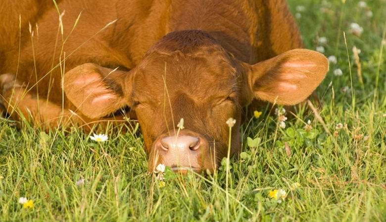 O misterioso comportamento das vacas na França foi explicado: RES era o culpado por tudo