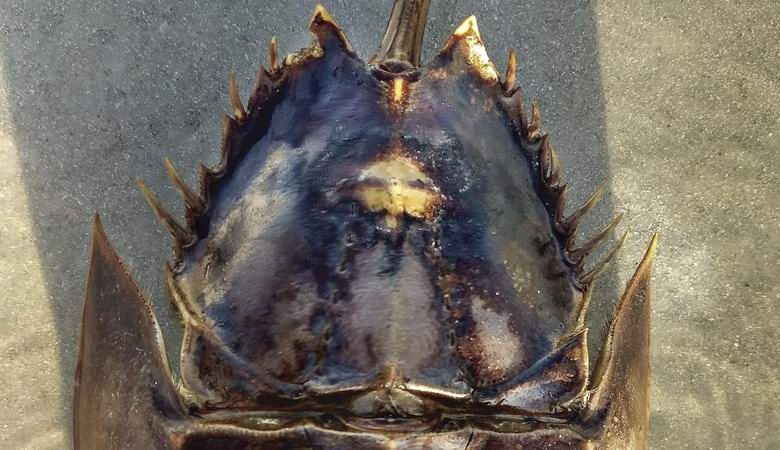 Uma mulher viu a imagem de Cristo na casca de um caranguejo-ferradura