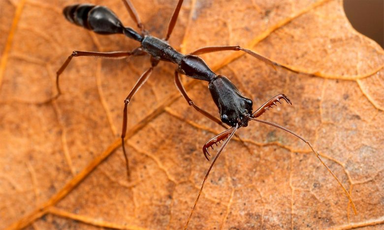 Batalhas ferozes no mundo dos insetos: as formigas guerreiras da Flórida