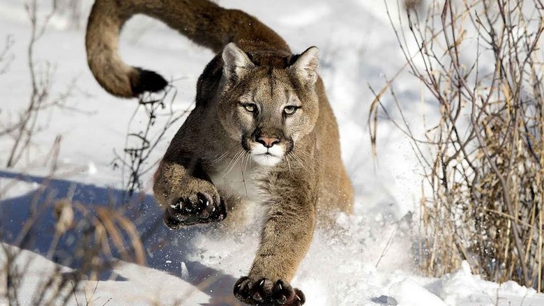 Os habitantes de Gloucestershire, na Inglaterra, começaram a conhecer os misteriosos felinos