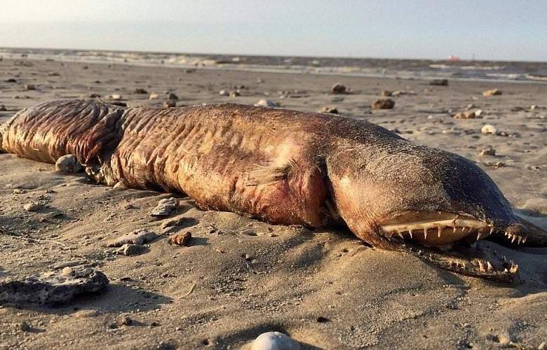 O monstro assustador feito na costa do Texas